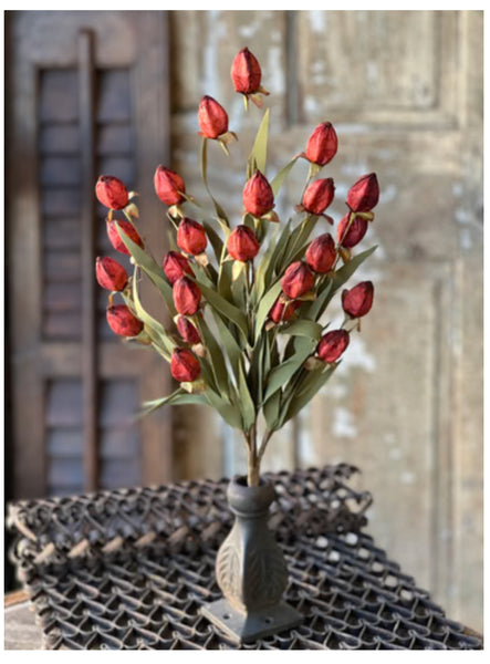Russet Beacon Bush