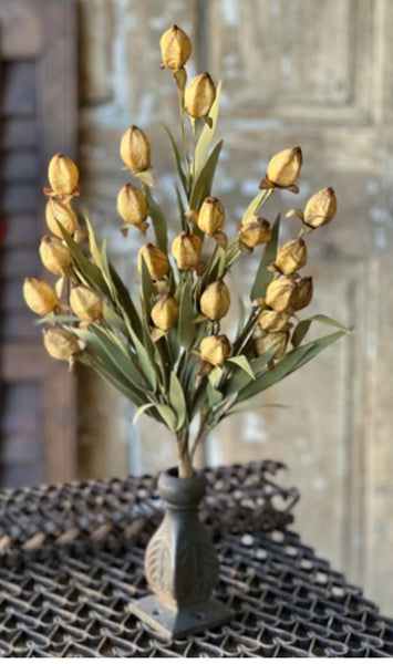 Buckskin Beacon Bush